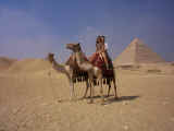 Across the sands on camels with Khephren's pyramid in the background
