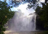 Sparkling Rainbow Falls in Kerikeri