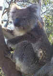 Little smokey-brown fur balls hangin' out in the branches