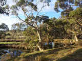 Koala buffet - a grove of Eucalyptus trees