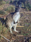 Uniquely Australian - 'roo poo on your shoe