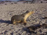 One little pup who's decided not to frolic in the breakers with the rest of his friends