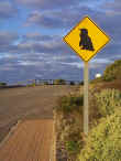 Penguin crossing