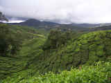 The mist covered tea fields of Cameron Highlands